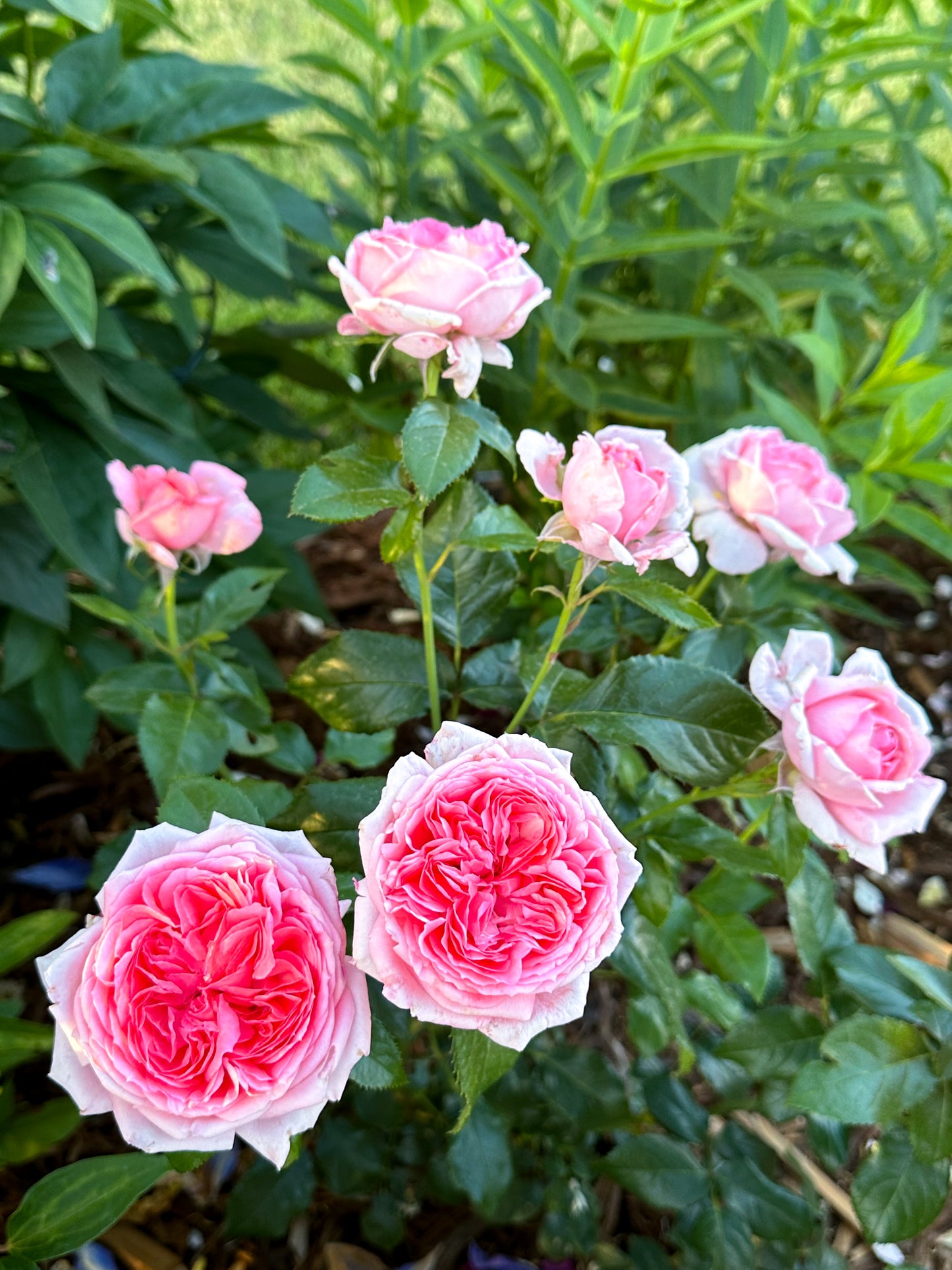 Parfum de Paris