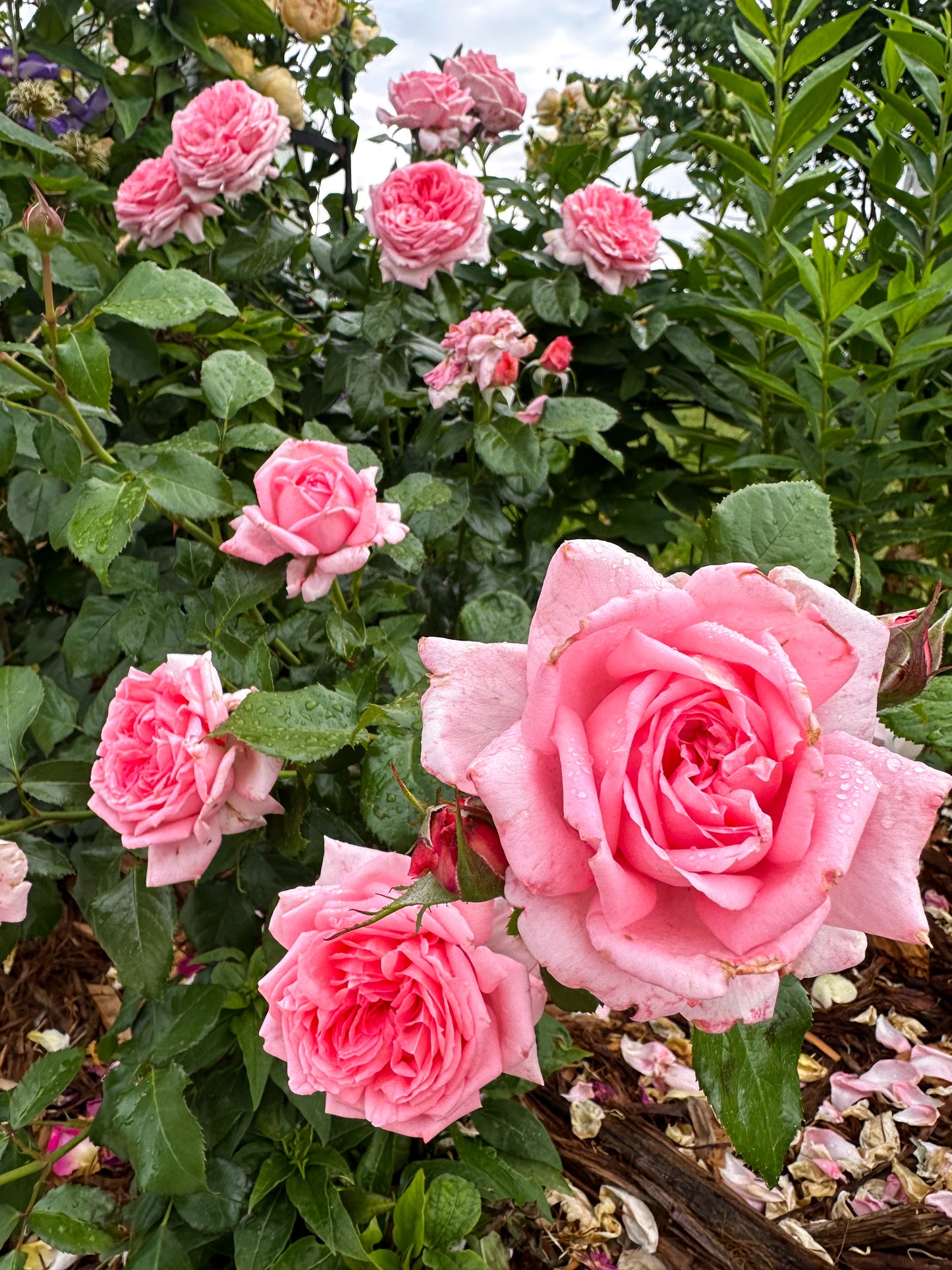 Parfum de Paris