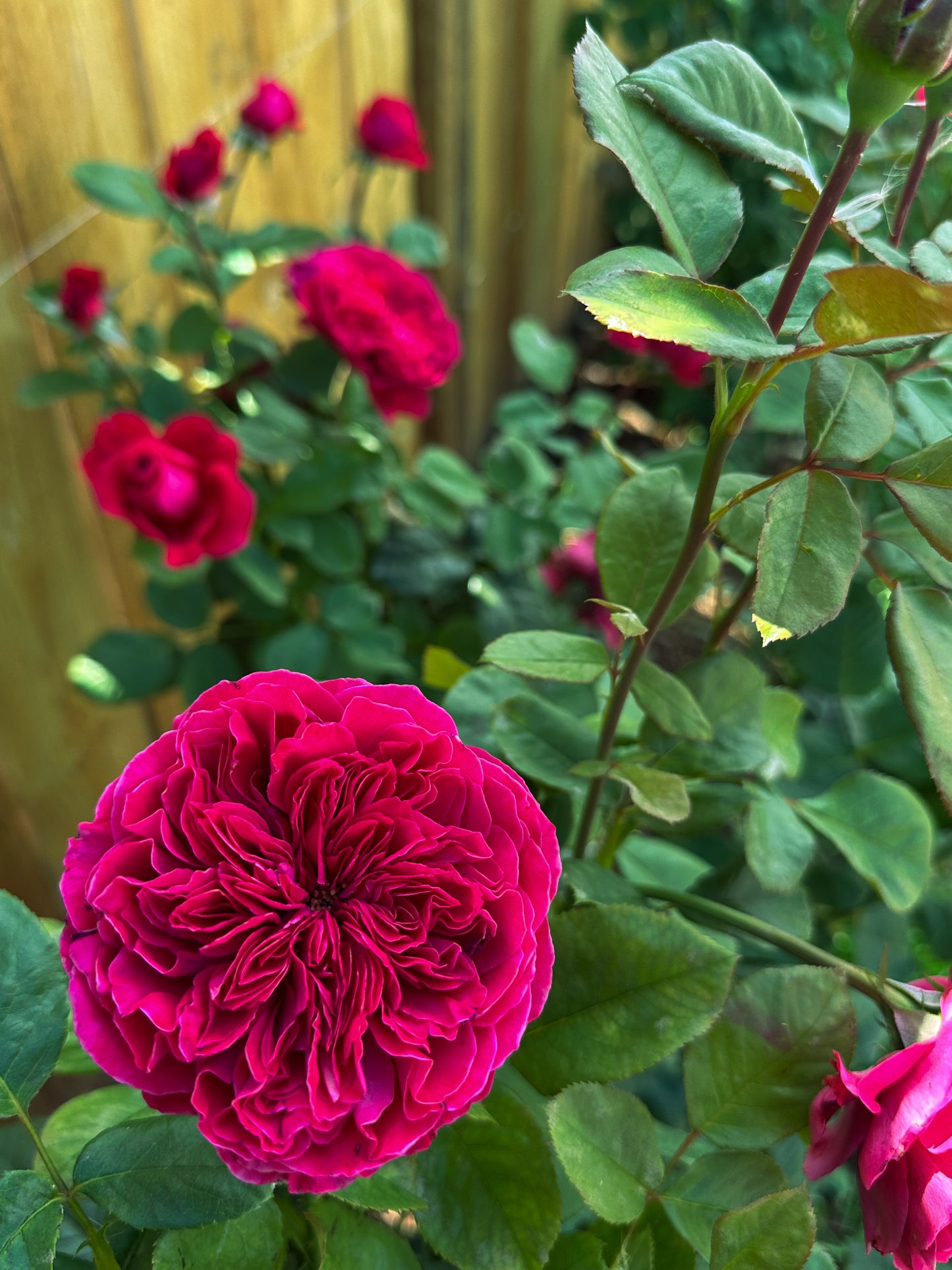 Rouge Royale