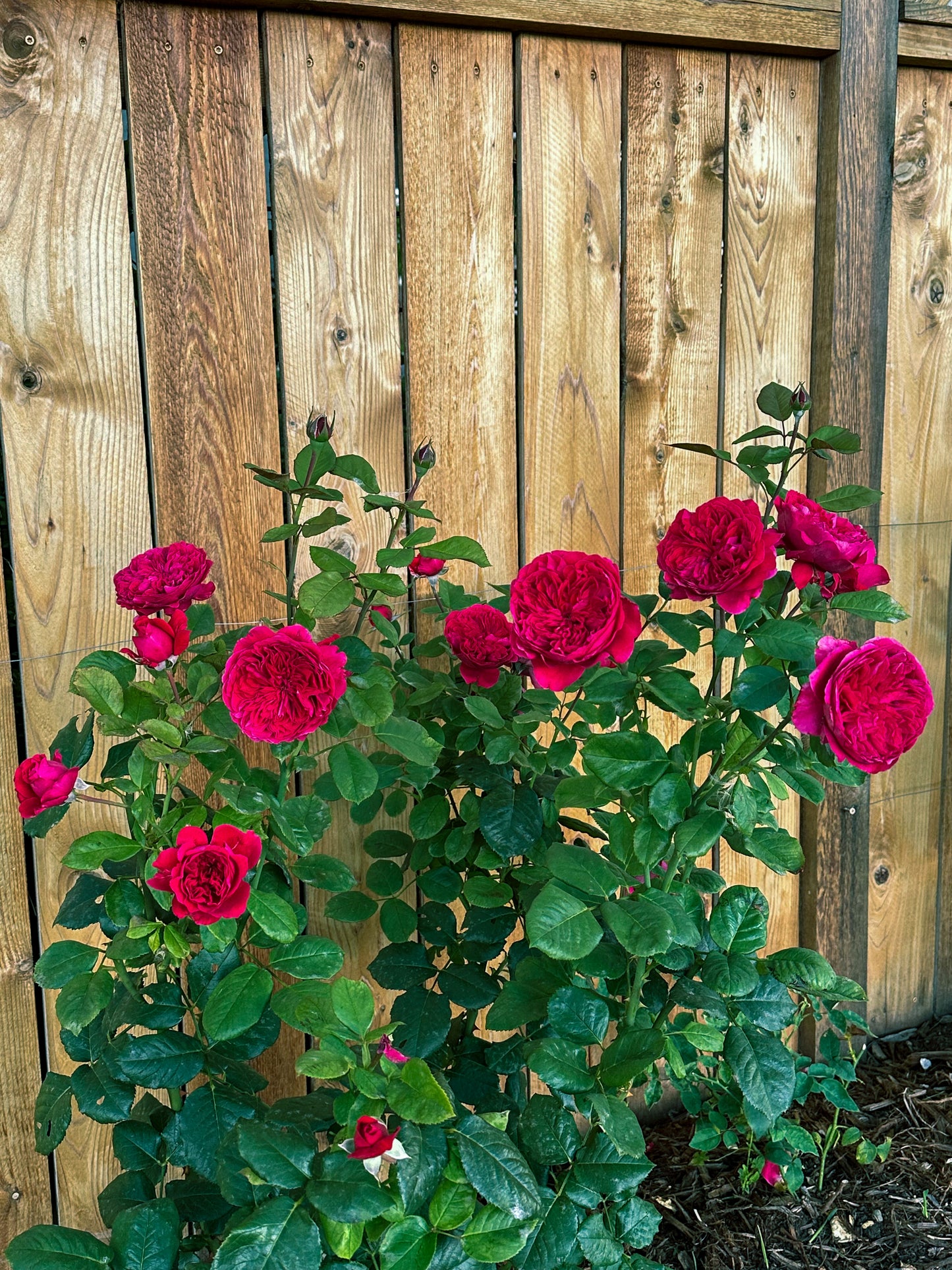 Rouge Royale