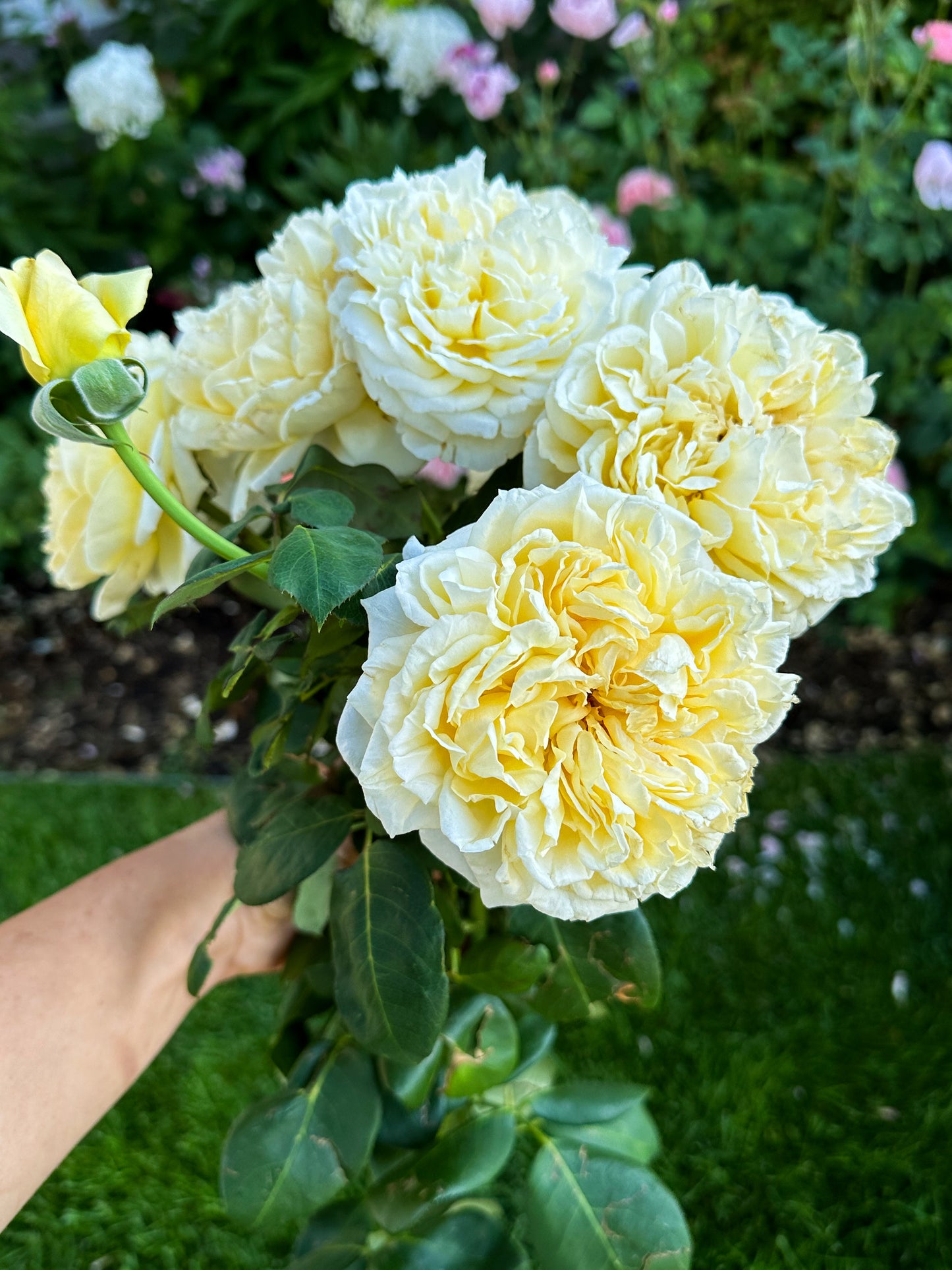 Bella Di Todi