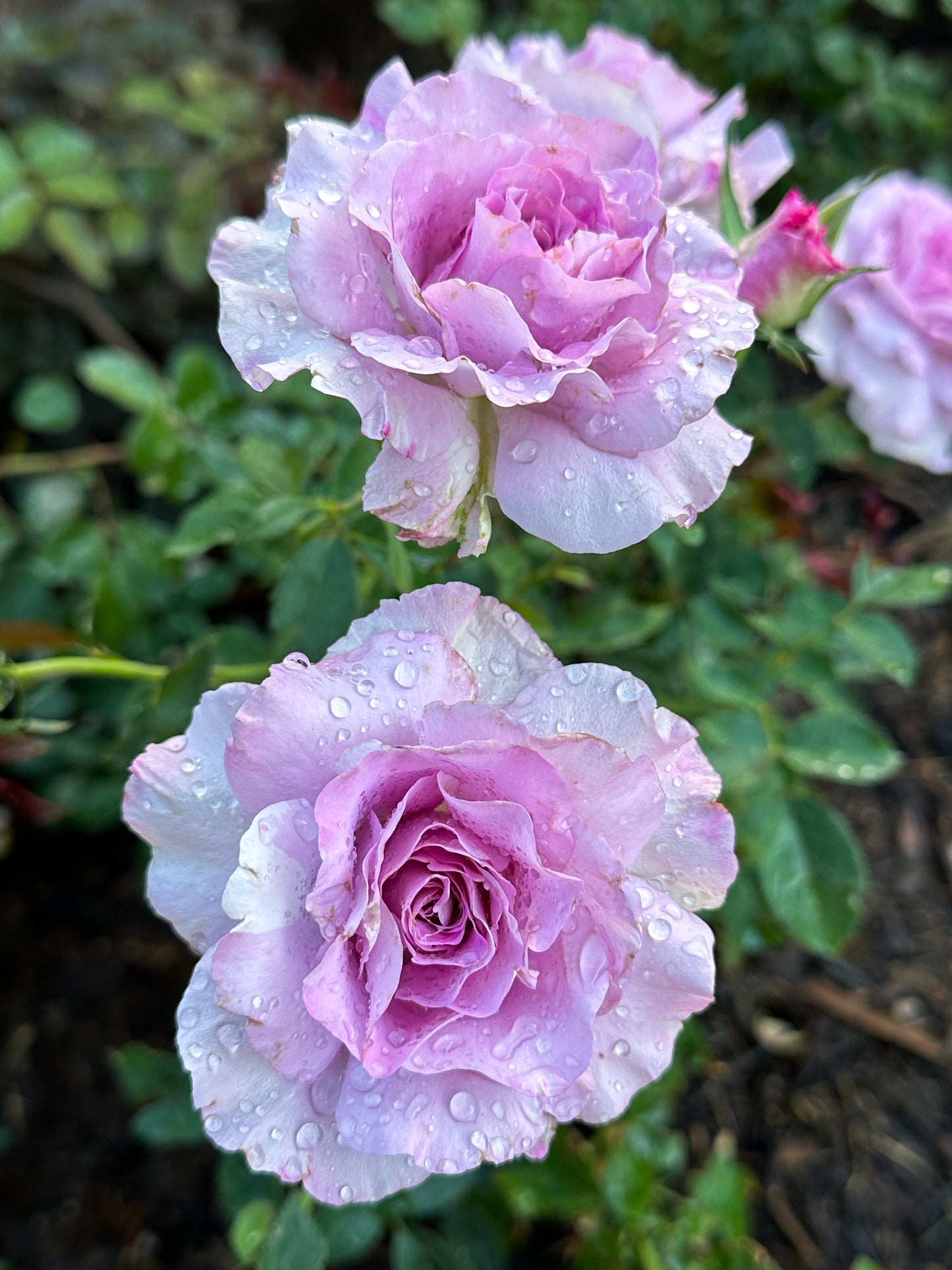 English Perfume