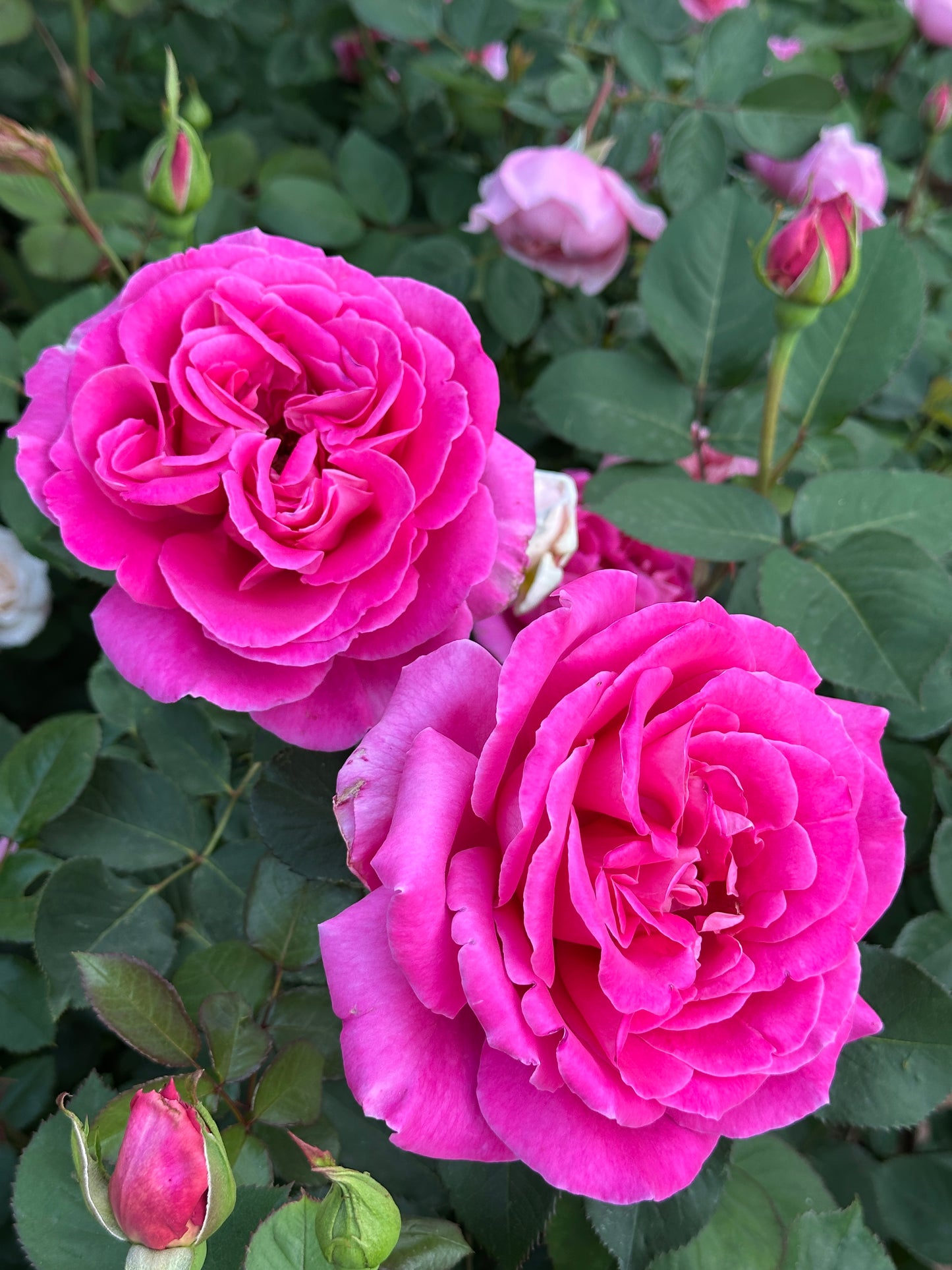 Pink Peace