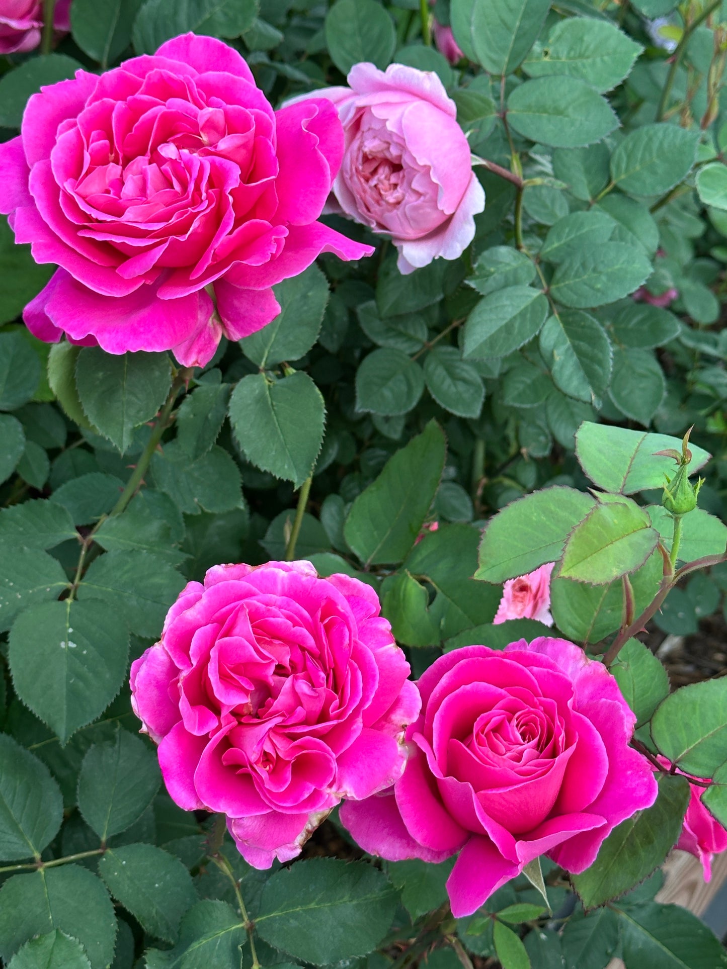 Pink Peace