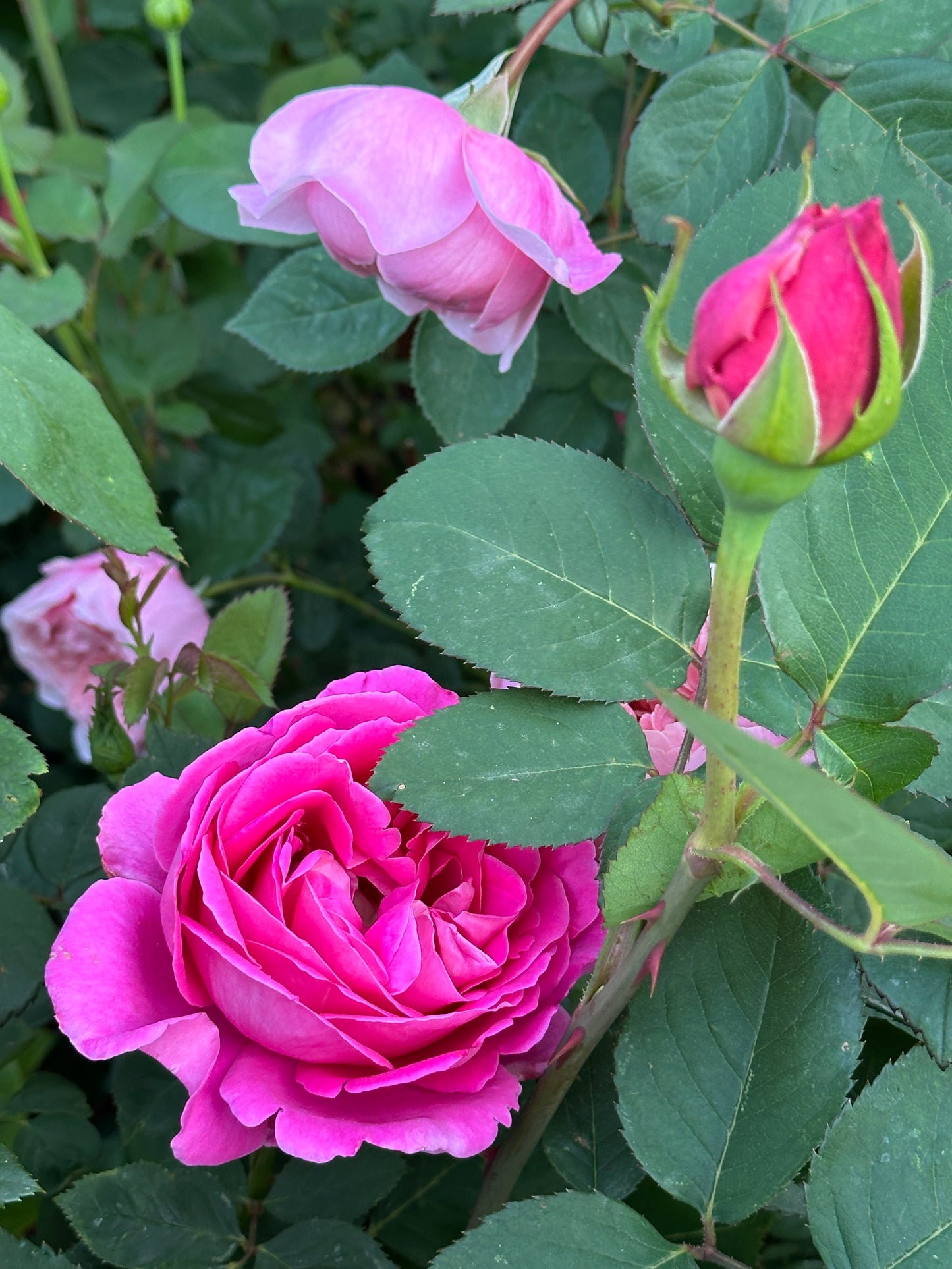 Pink Peace
