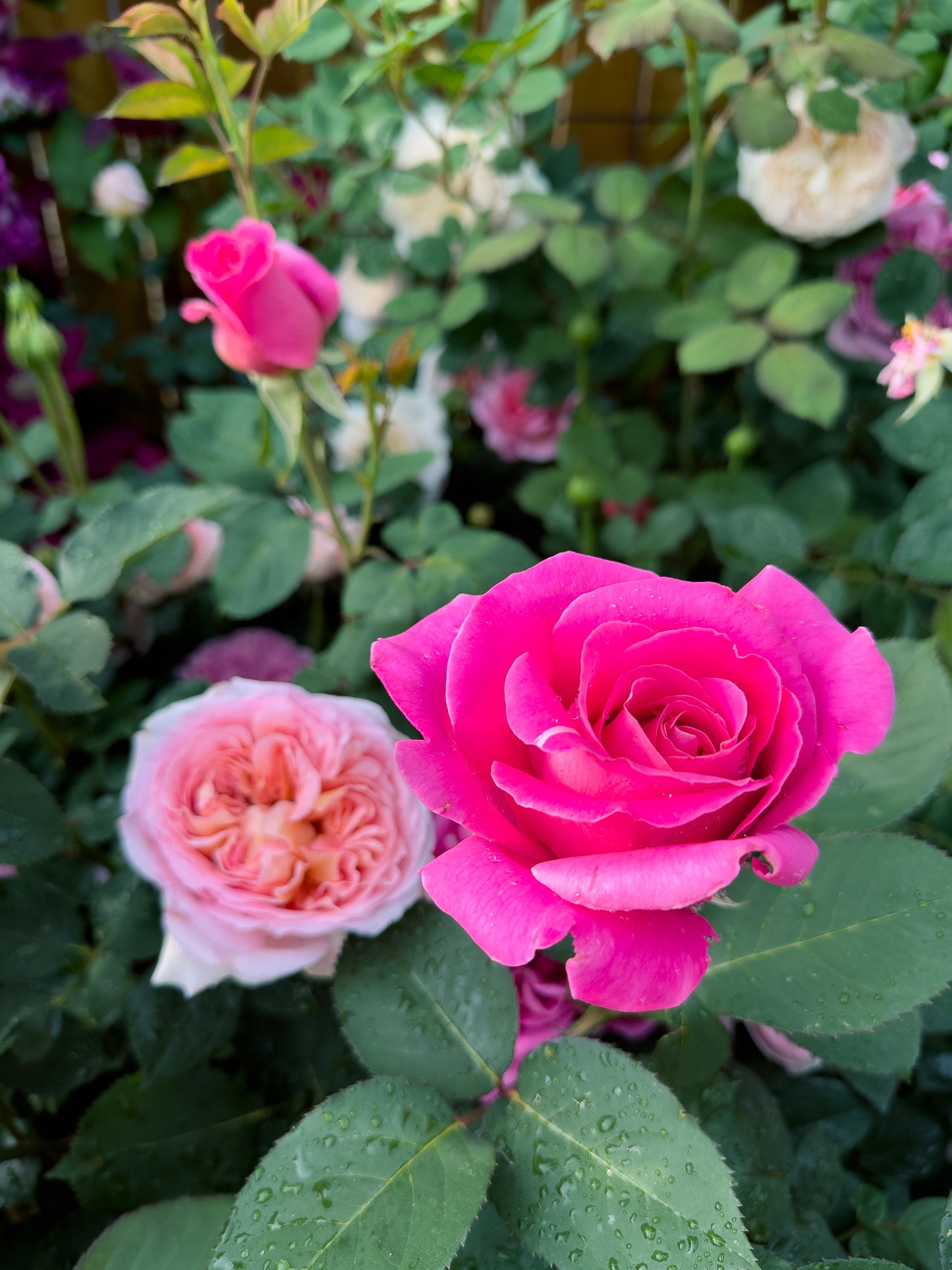 Pink Peace
