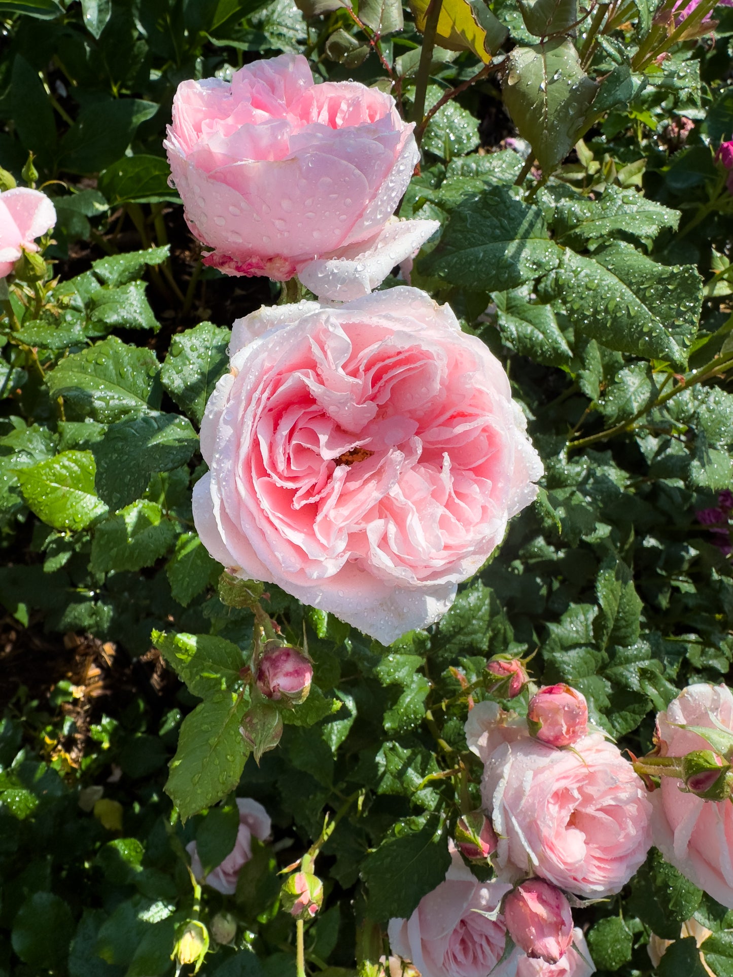 Fragrant Pink French Rose