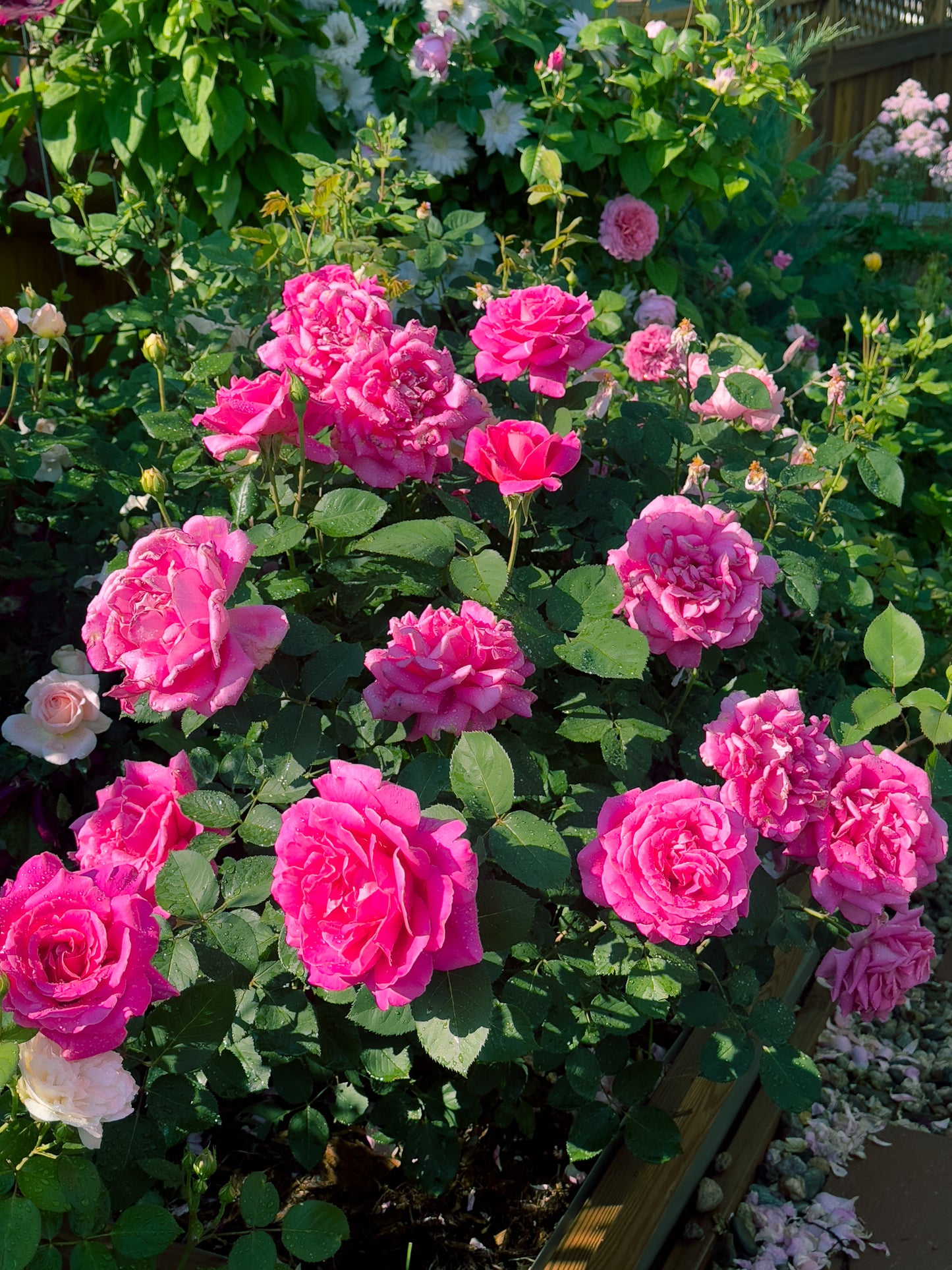 Pink Peace