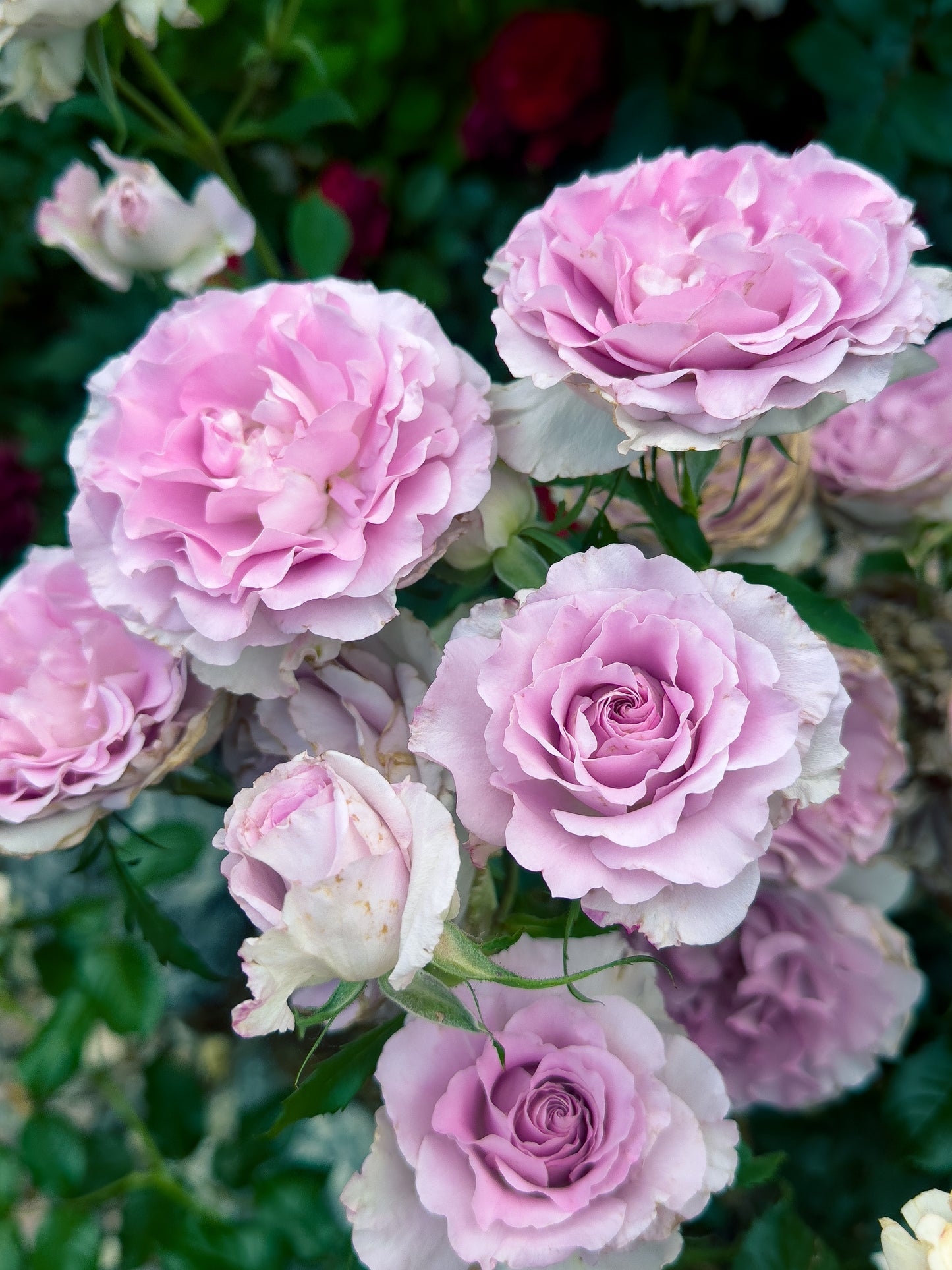 English Perfume