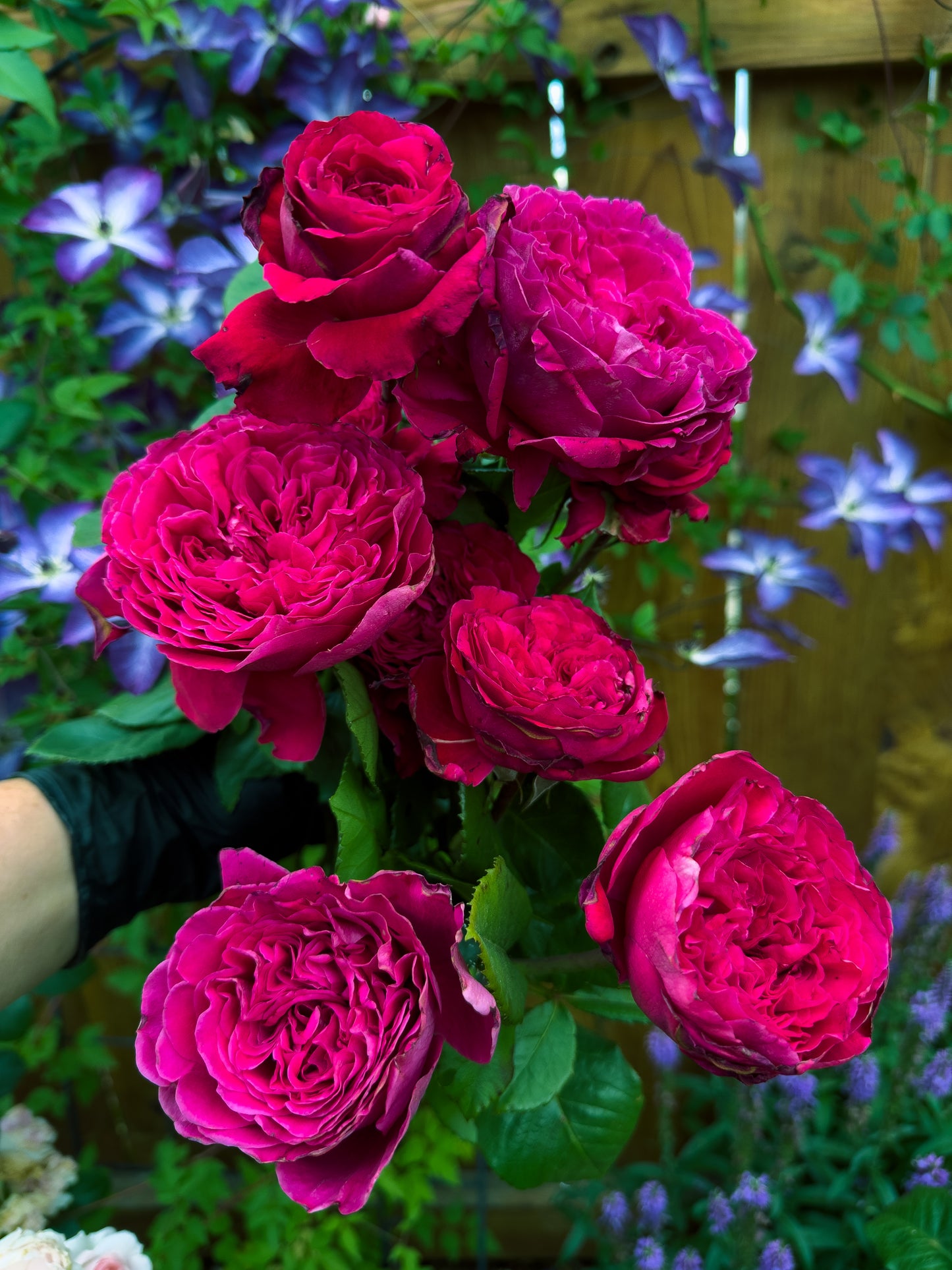 Rouge Royale