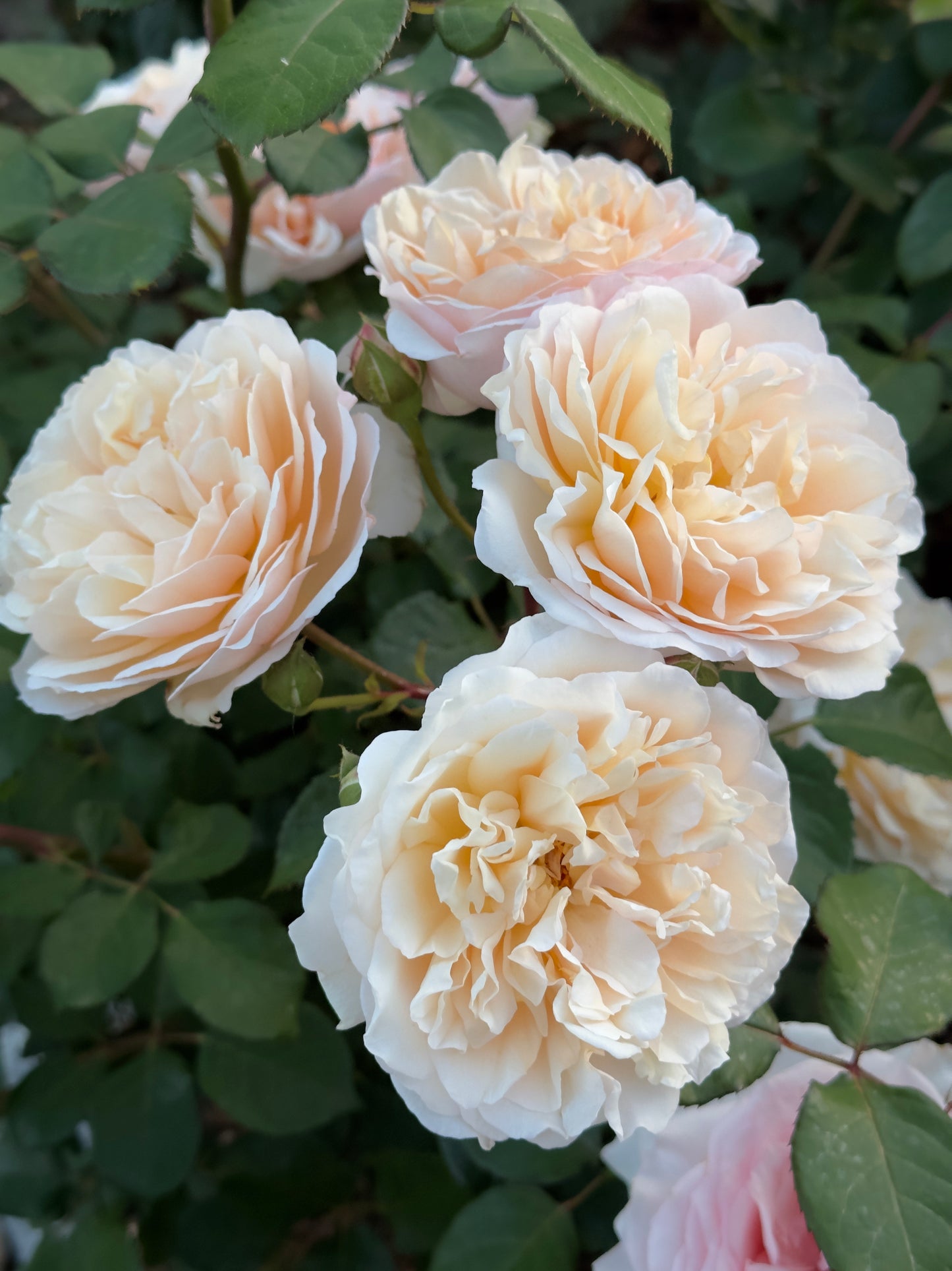 Madame Paule Massad