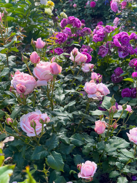Fragrant Pink French Rose