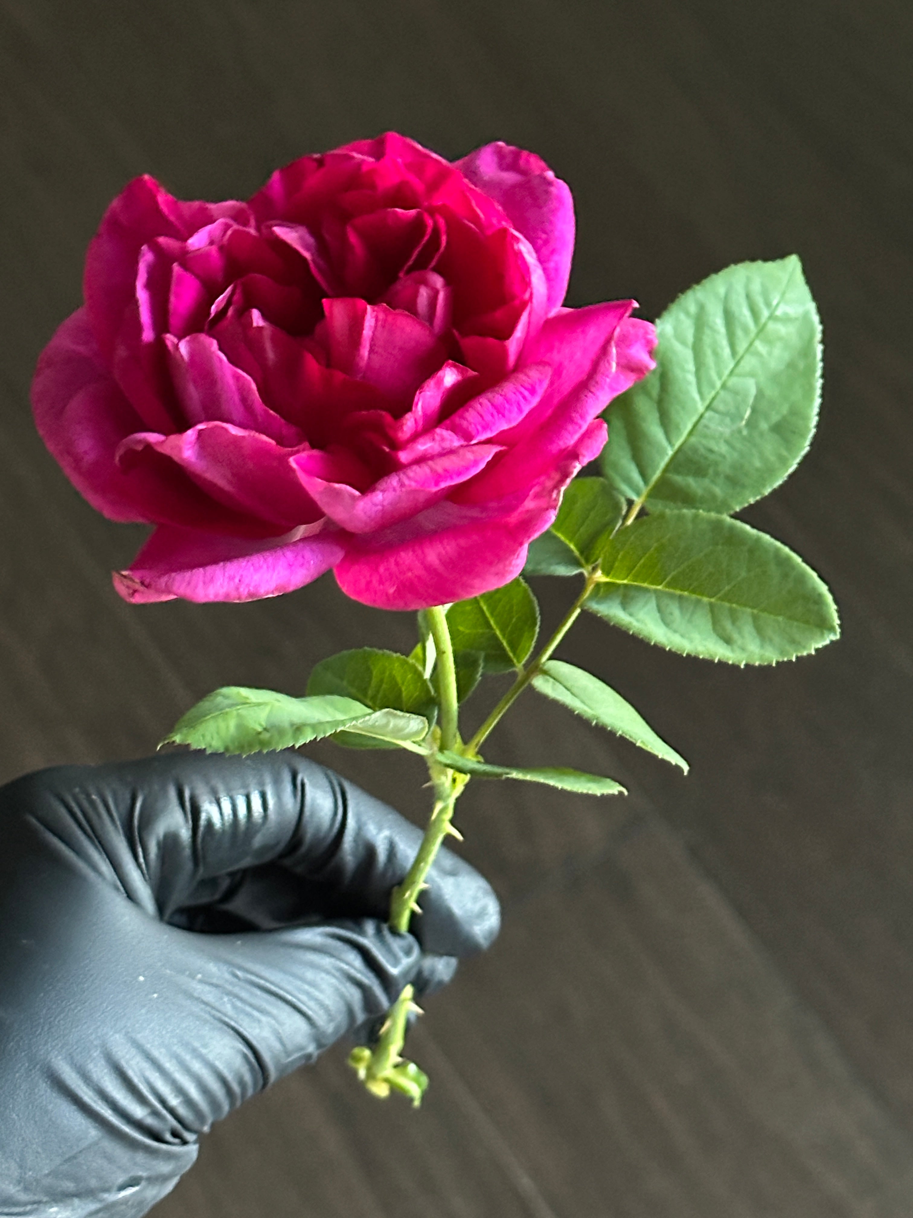 AUSbloom – Mountain Home Roses