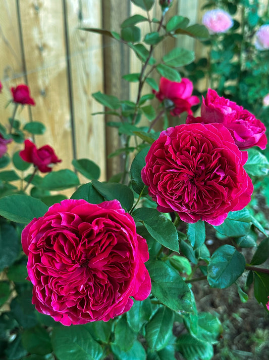 Rouge Royale