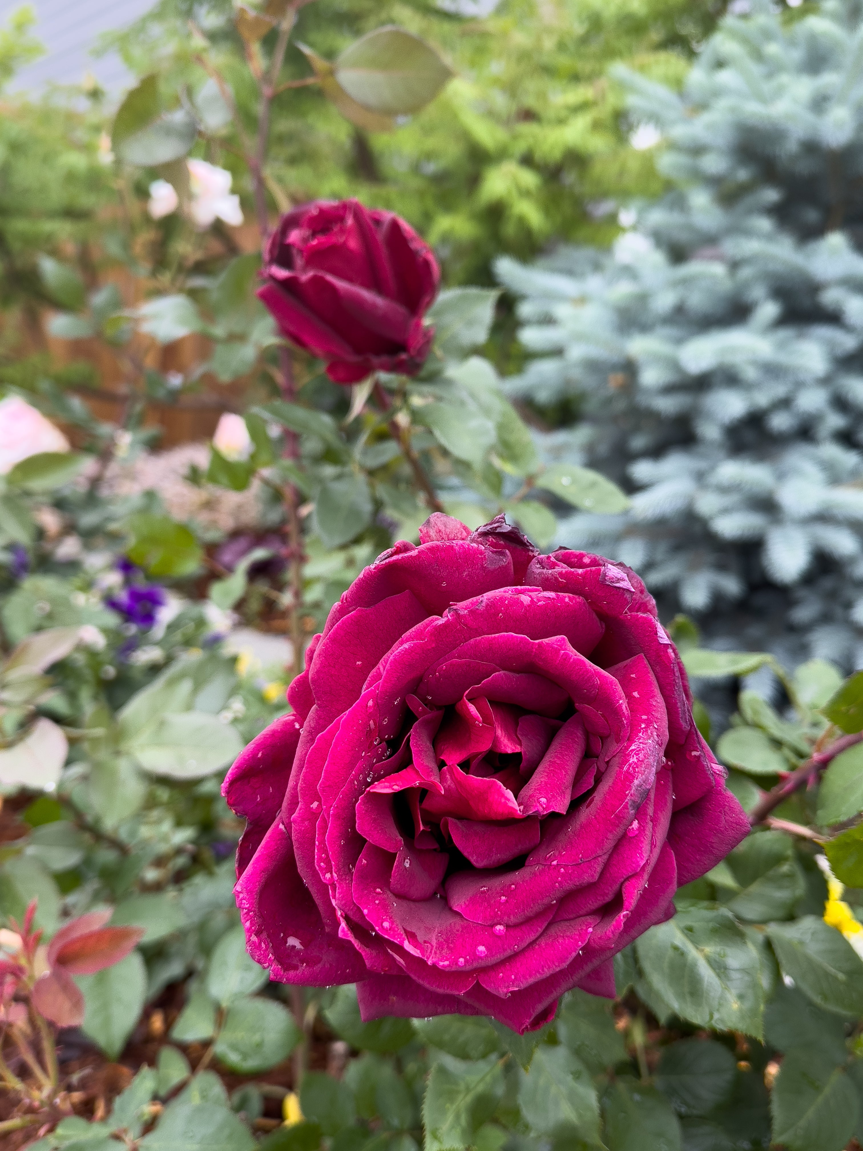Mountain Roses Sas Oklahoma – Mountain Home Roses