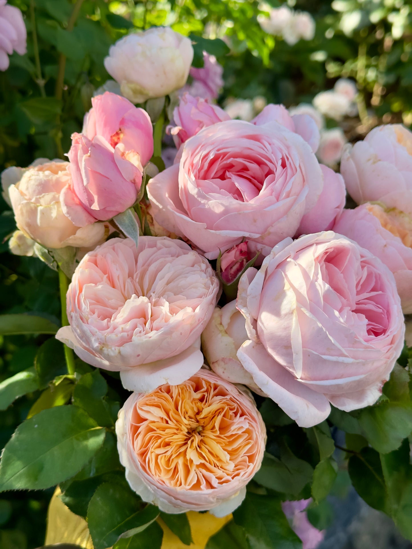 Fragrant Pink French Rose