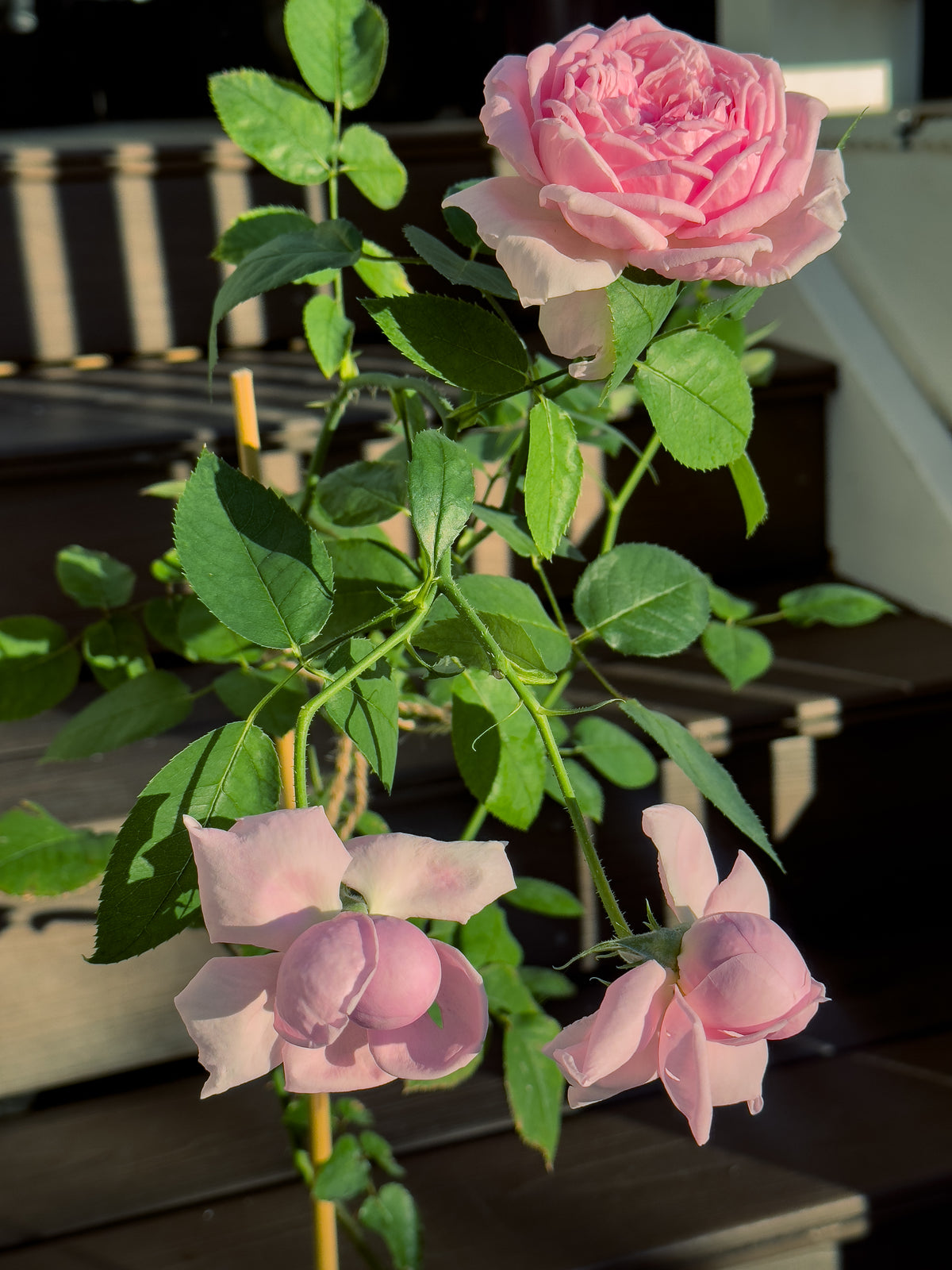 Mountain Roses Sas AUSpot – Mountain Home Roses