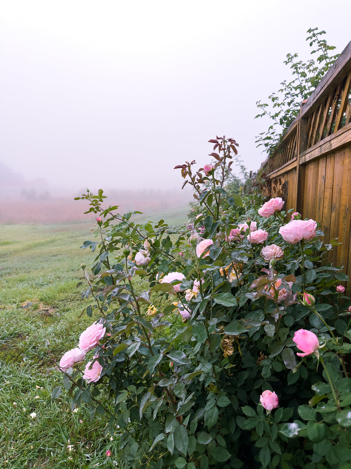 Mountain Home Roses