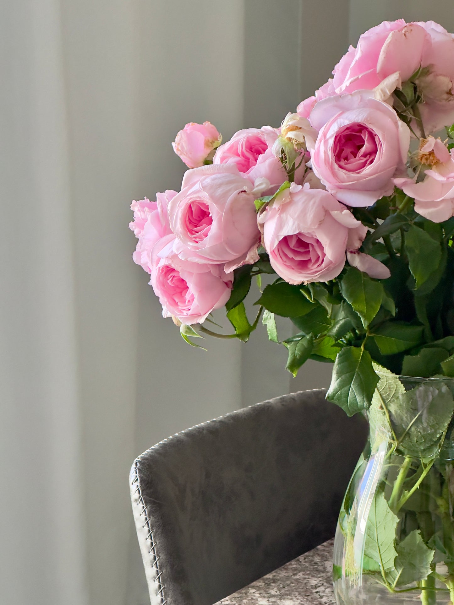 Fragrant Pink French Rose