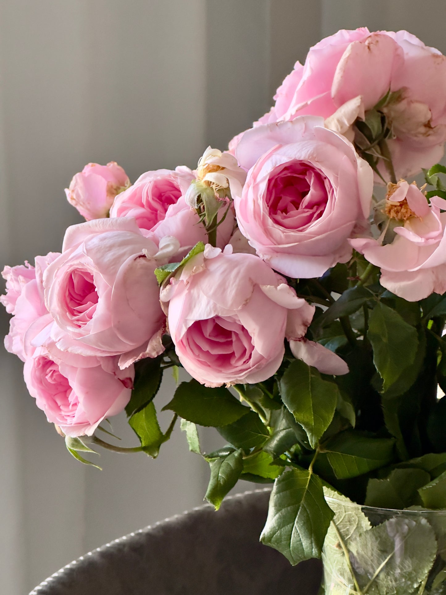 Fragrant Pink French Rose