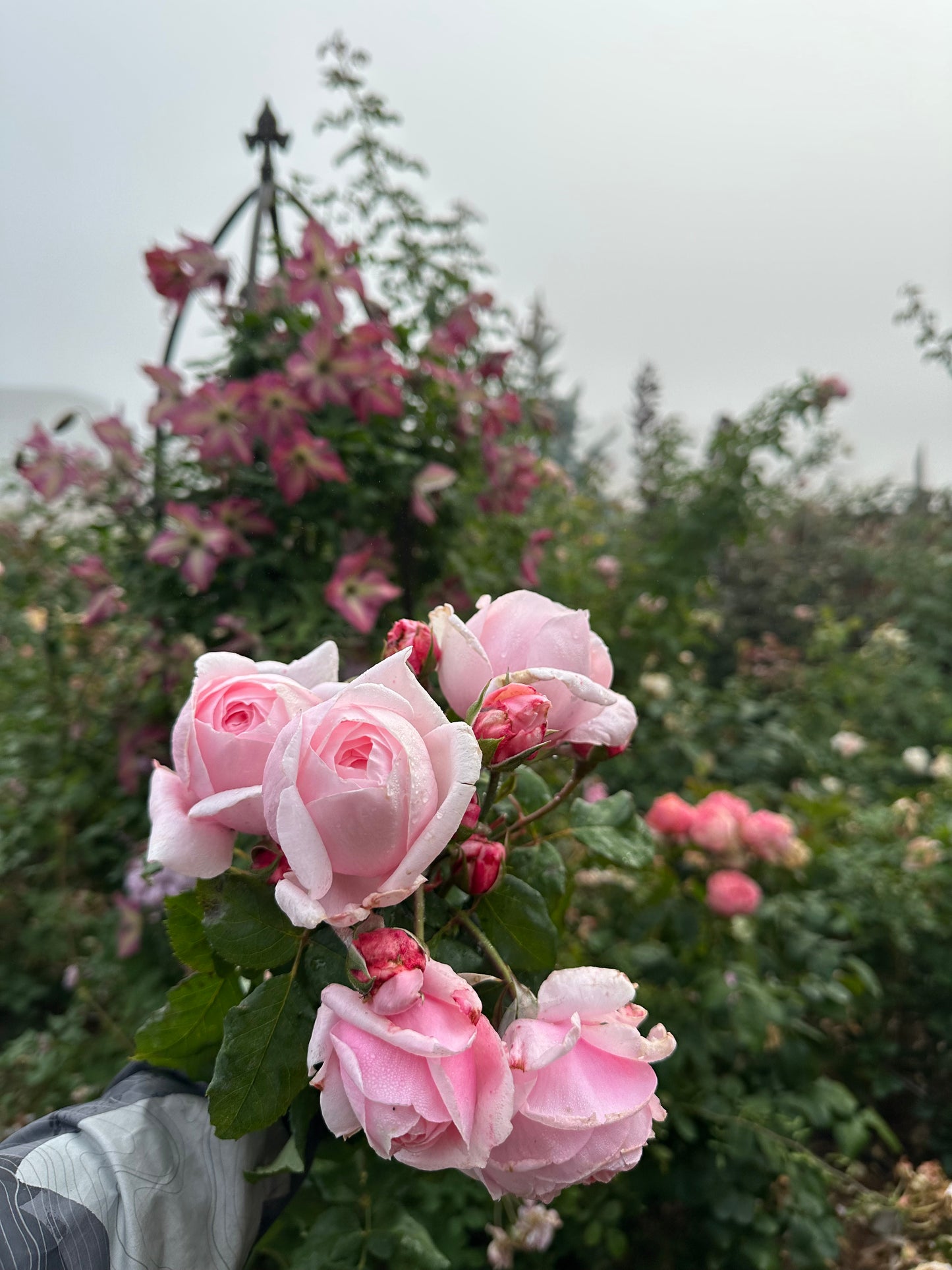 Fragrant Pink French Rose
