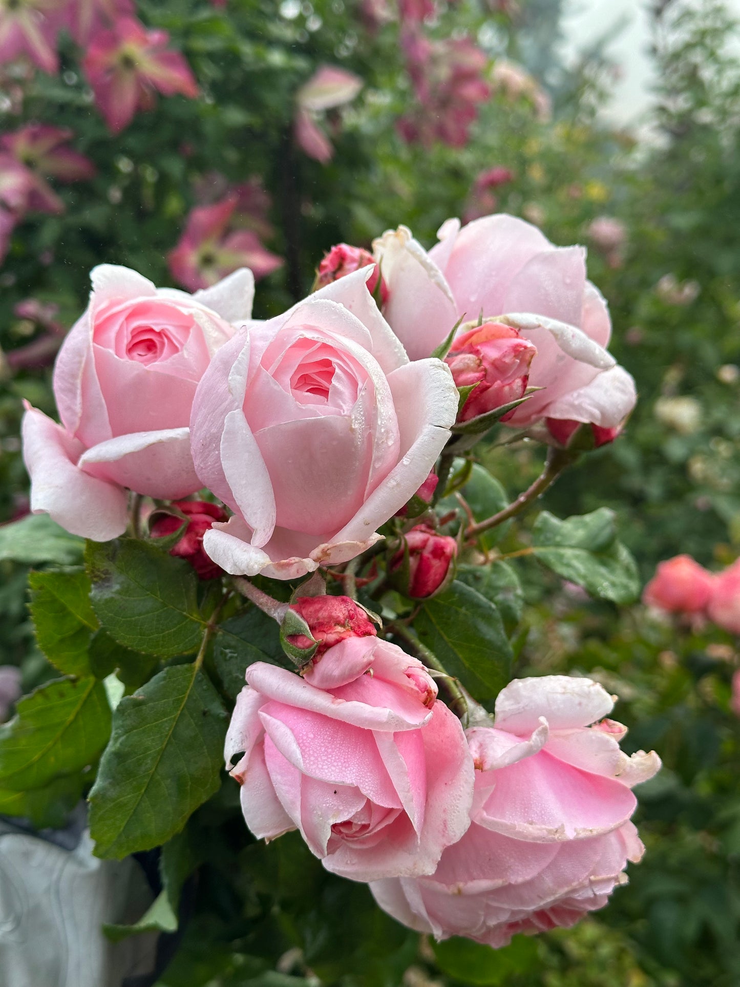 Fragrant Pink French Rose
