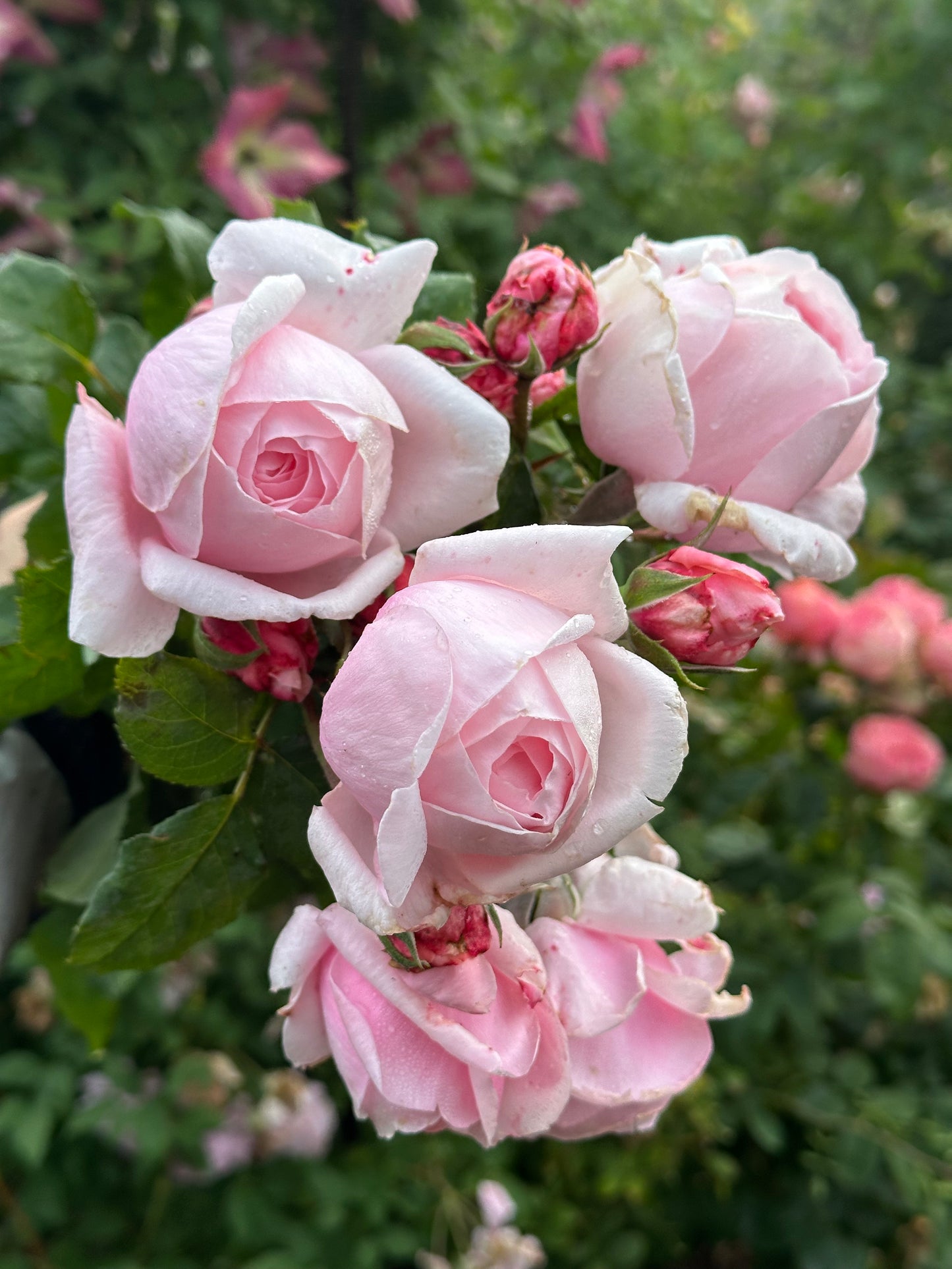 Fragrant Pink French Rose