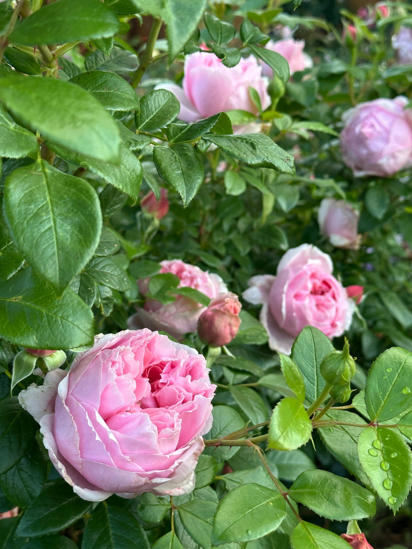 Fragrance Parlour