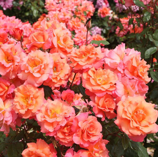 Freisinger Morgenröte