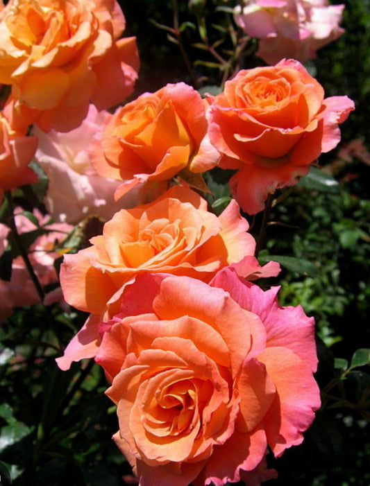 Freisinger Morgenröte