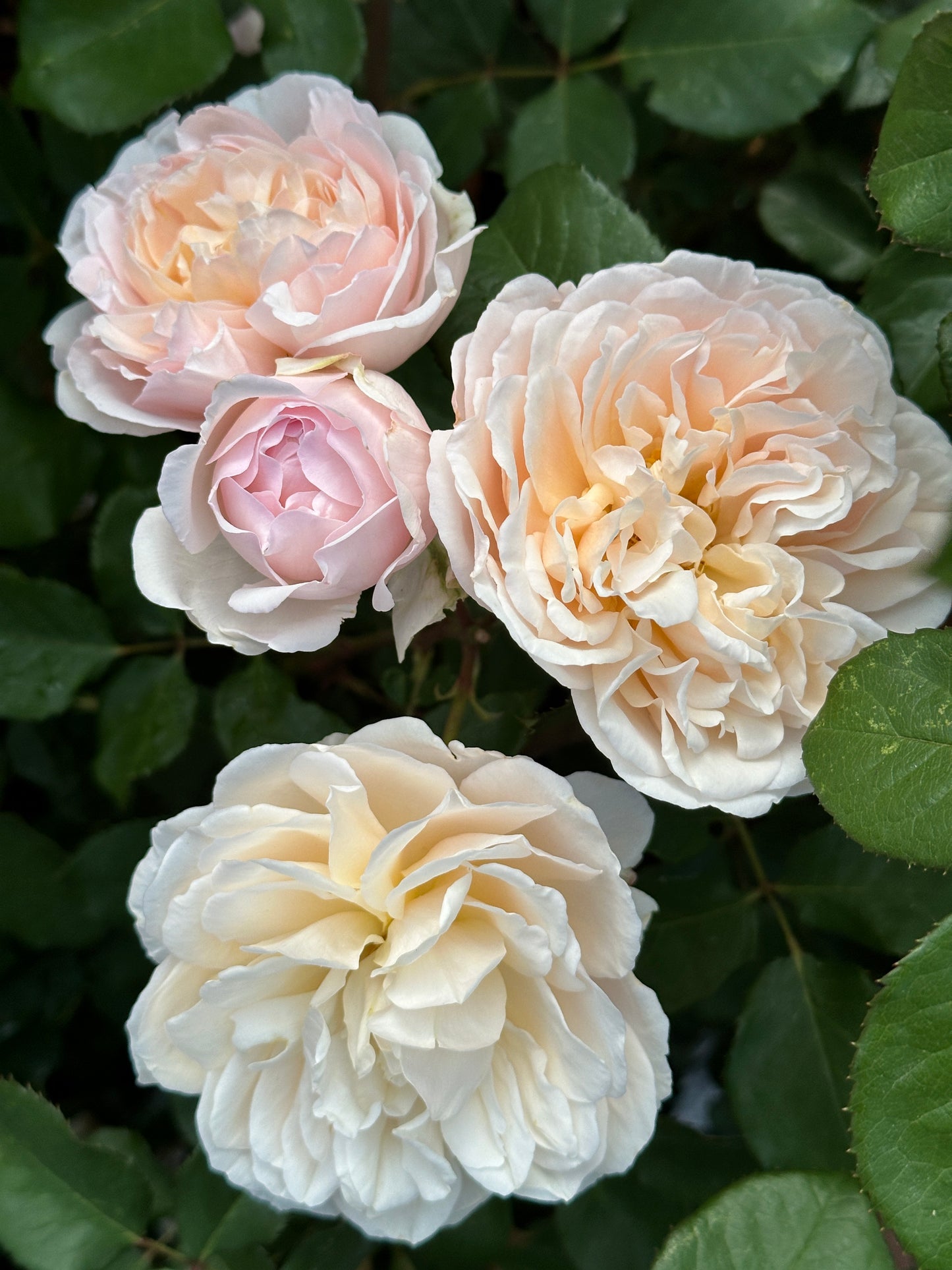 Madame Paule Massad