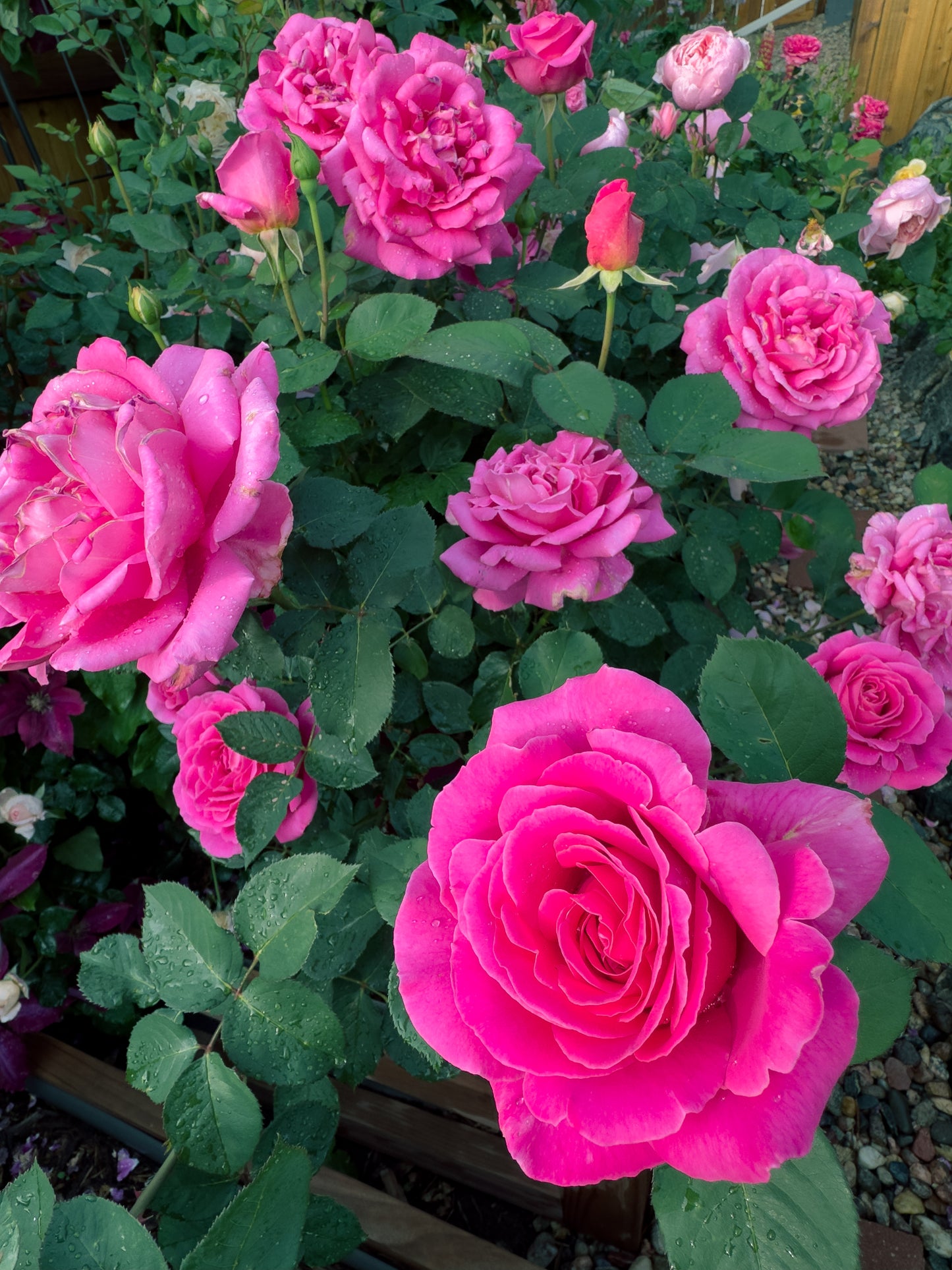 Pink Peace
