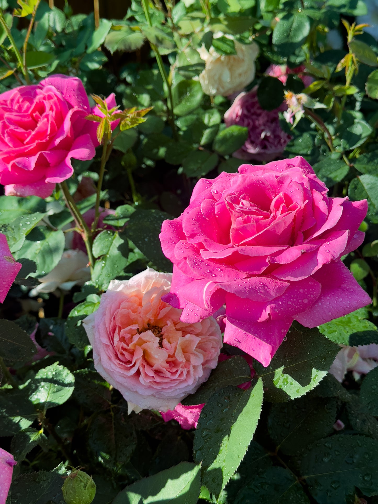 Pink Peace
