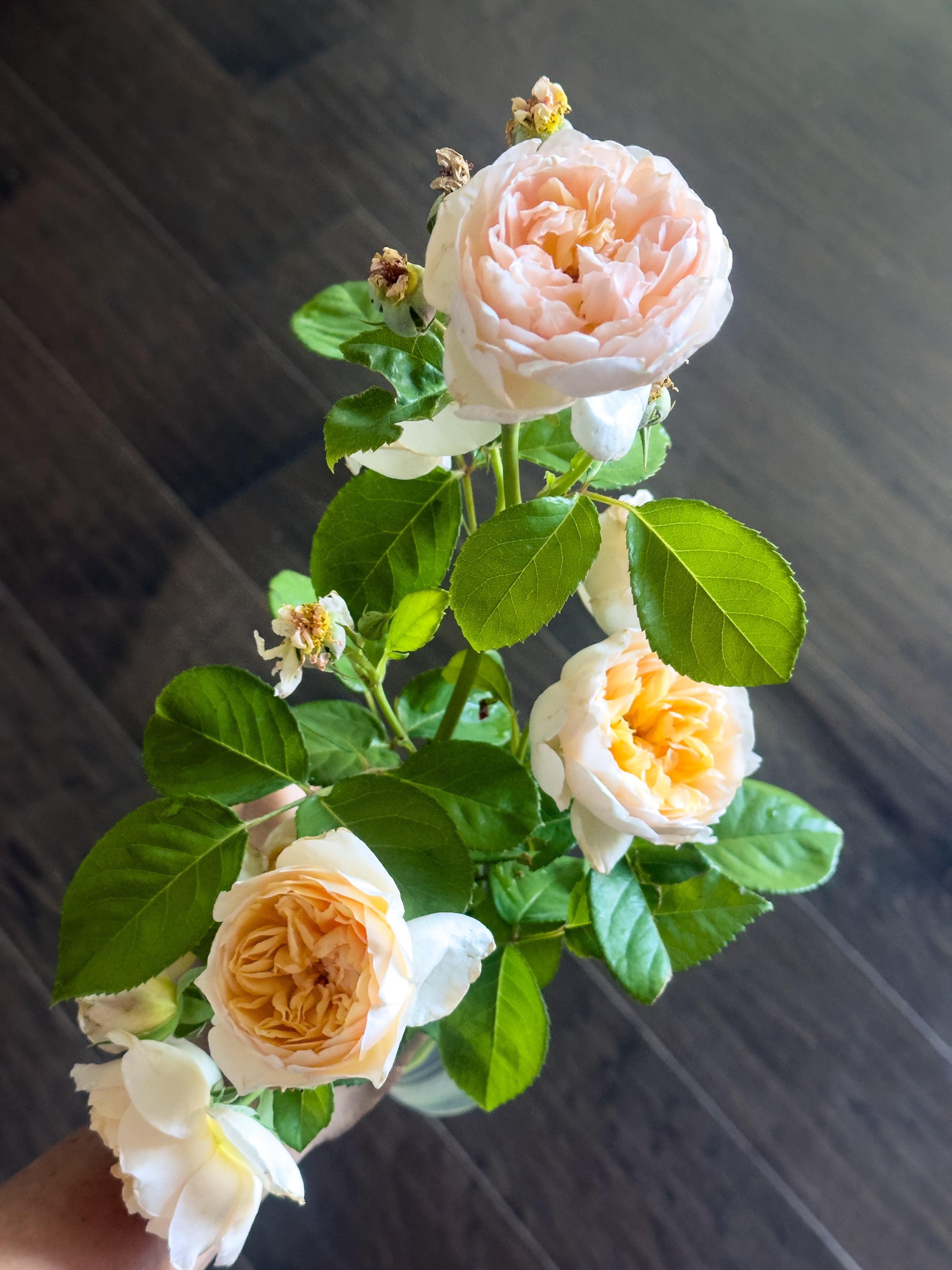 Products – Mountain Home Roses