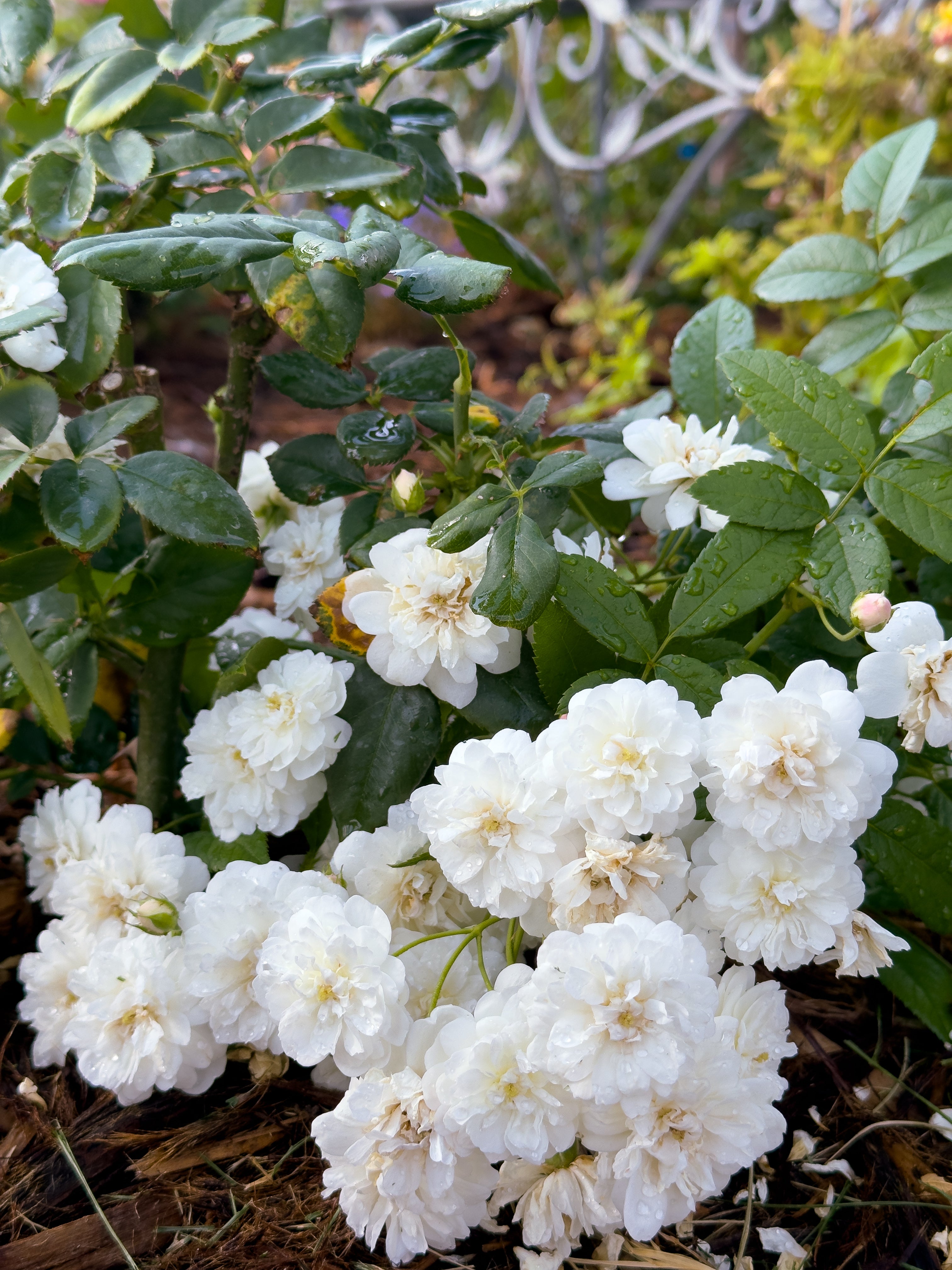 Mountain Roses Sas Products – Page 4 – Mountain Home Roses