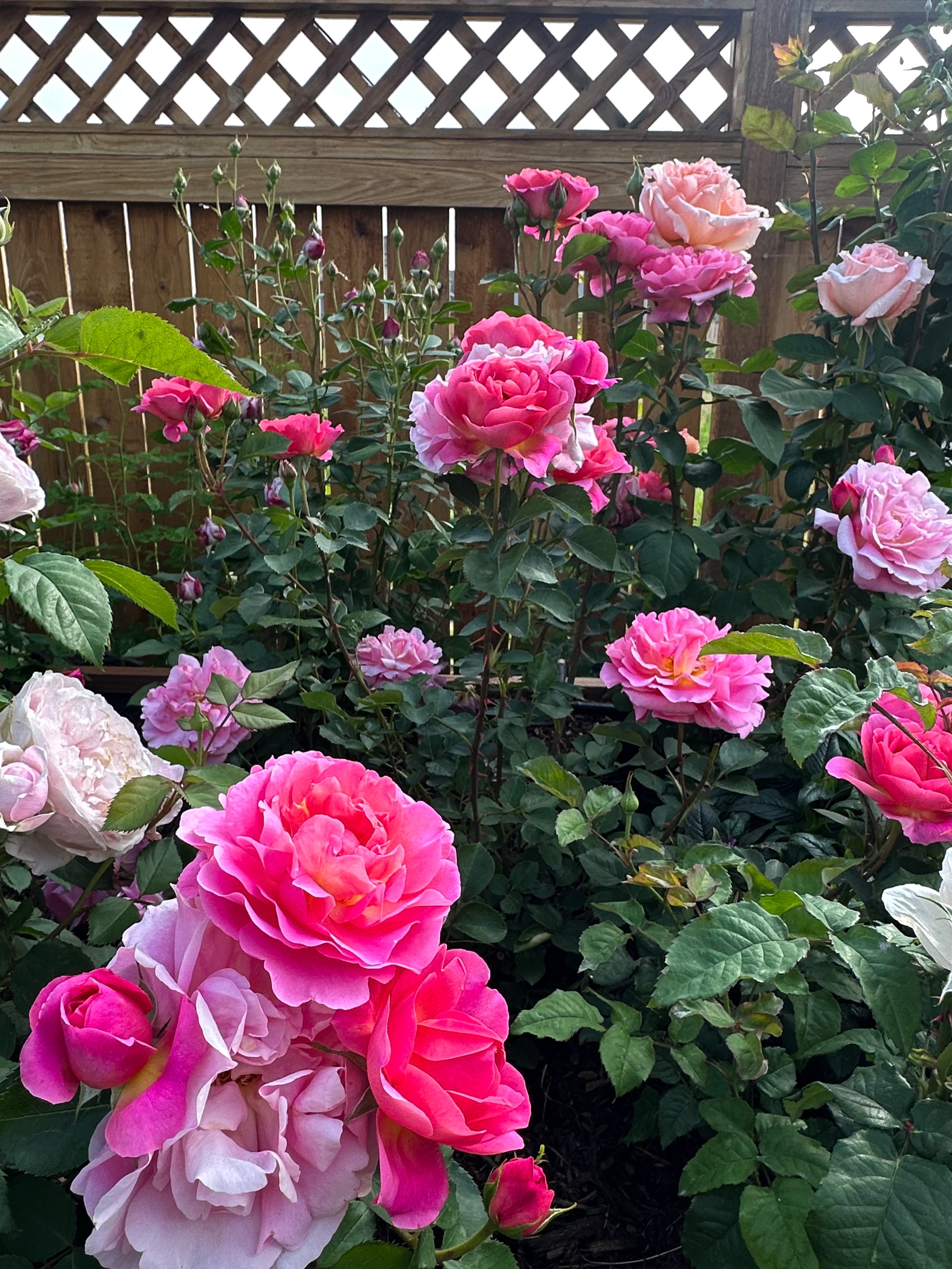 Mountain Roses Sas AUSmound – Mountain Home Roses