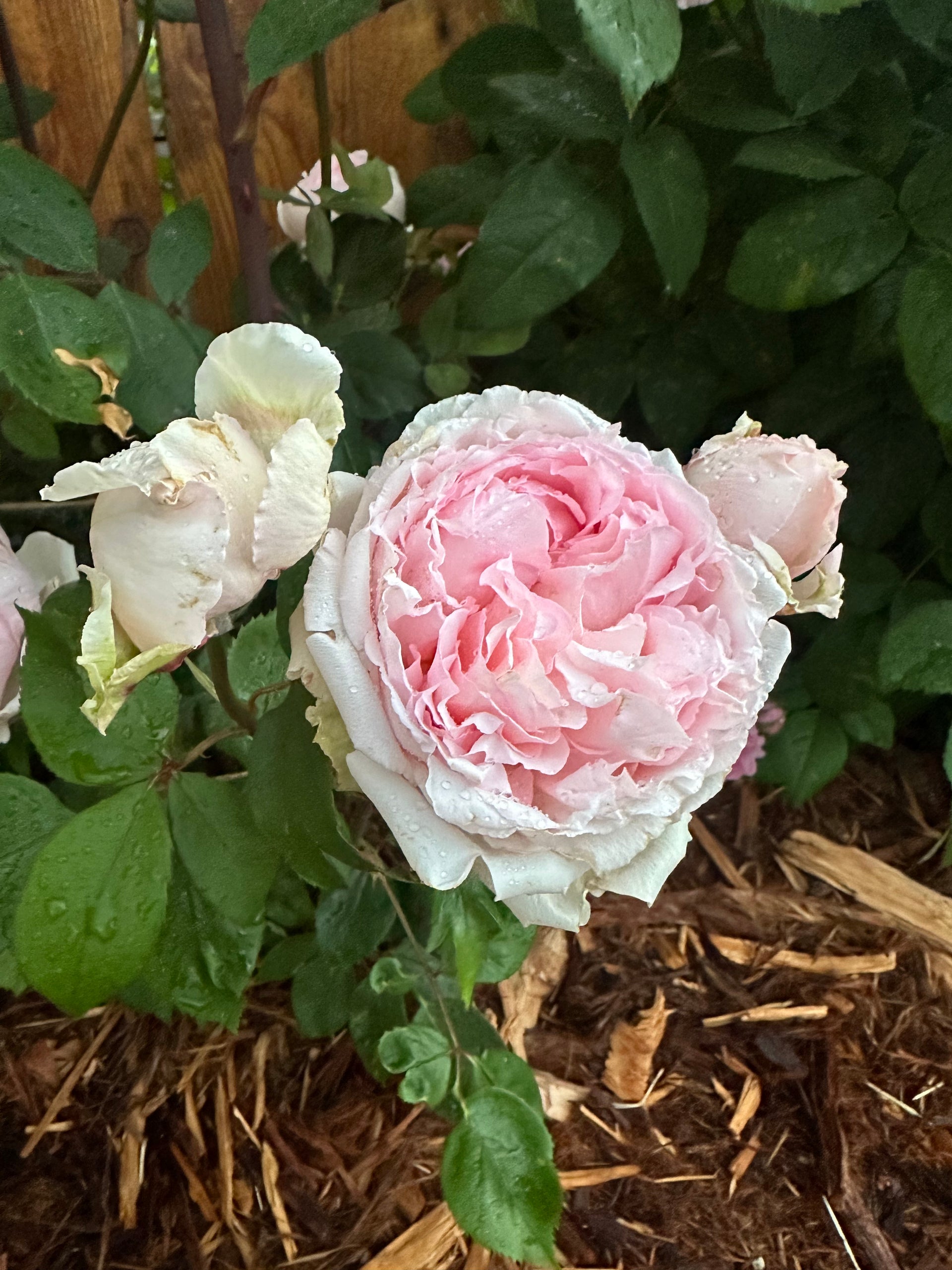 AUSglobe – Mountain Home Roses
