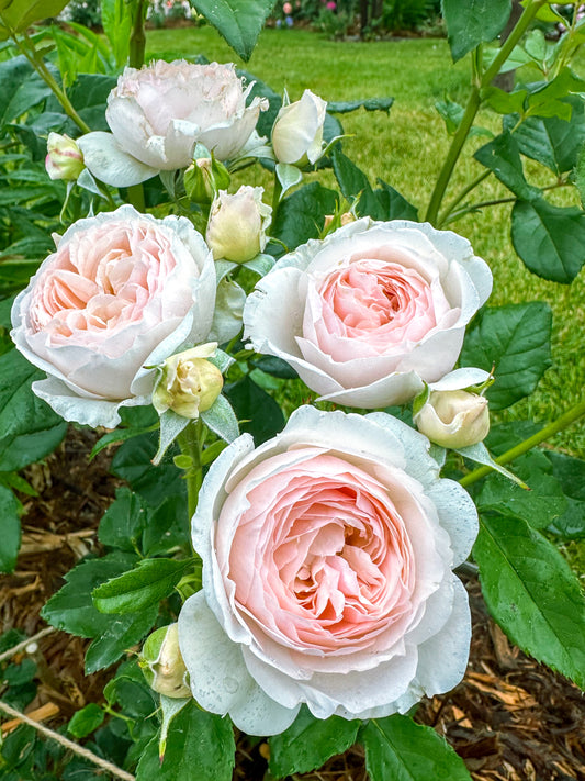 AUSblush
