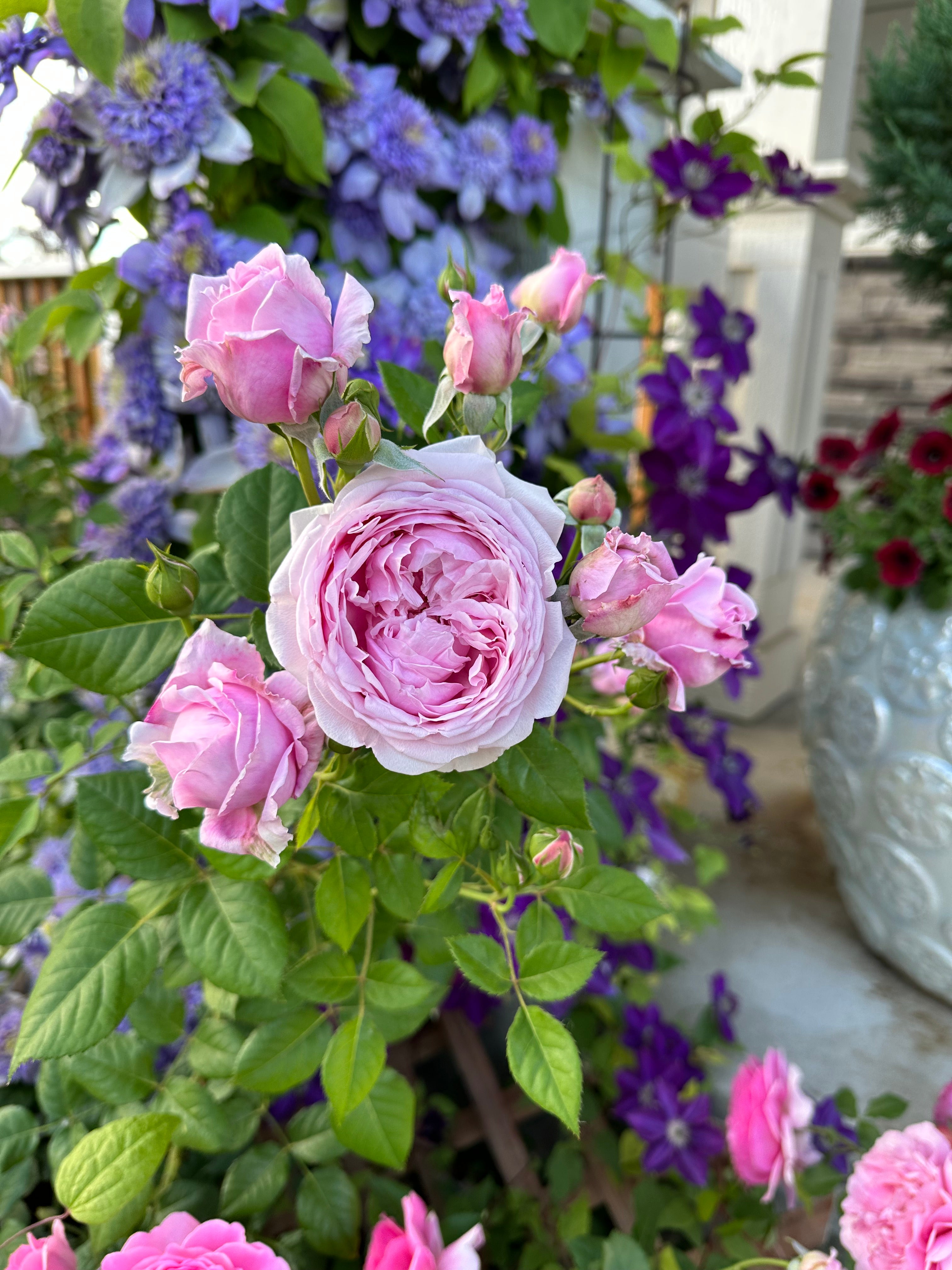 Mountain Roses Sas Products – Mountain Home Roses